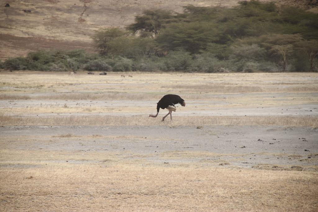 Ngorongoro Conservation Area. Andrey Filippov Photographer