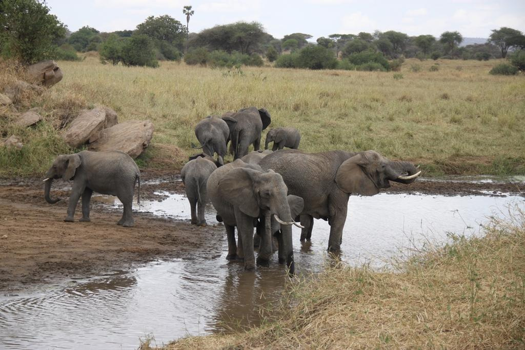 Tarangire National Park Tanzania. Andrey Filippov Photographer