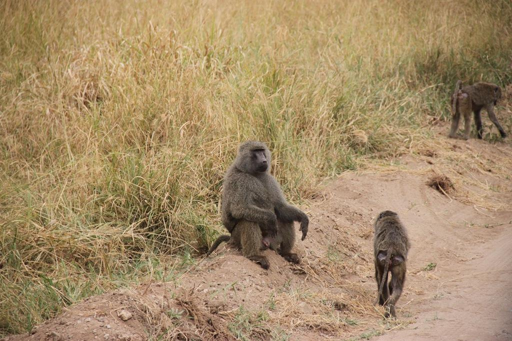 Tarangire National Park Tanzania. Andrey Filippov Photographer