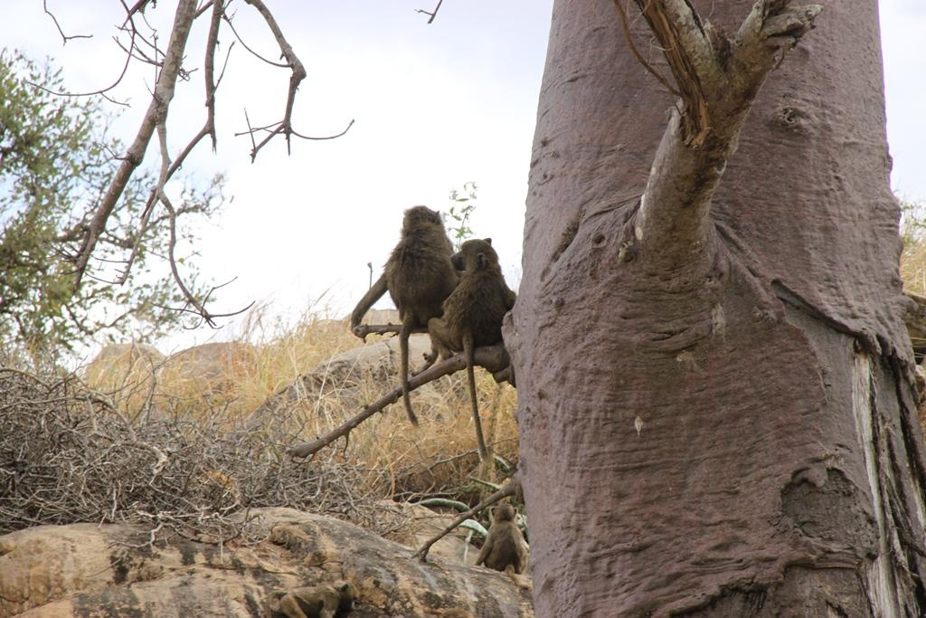 Tarangire National Park Tanzania. Andrey Filippov Photographer