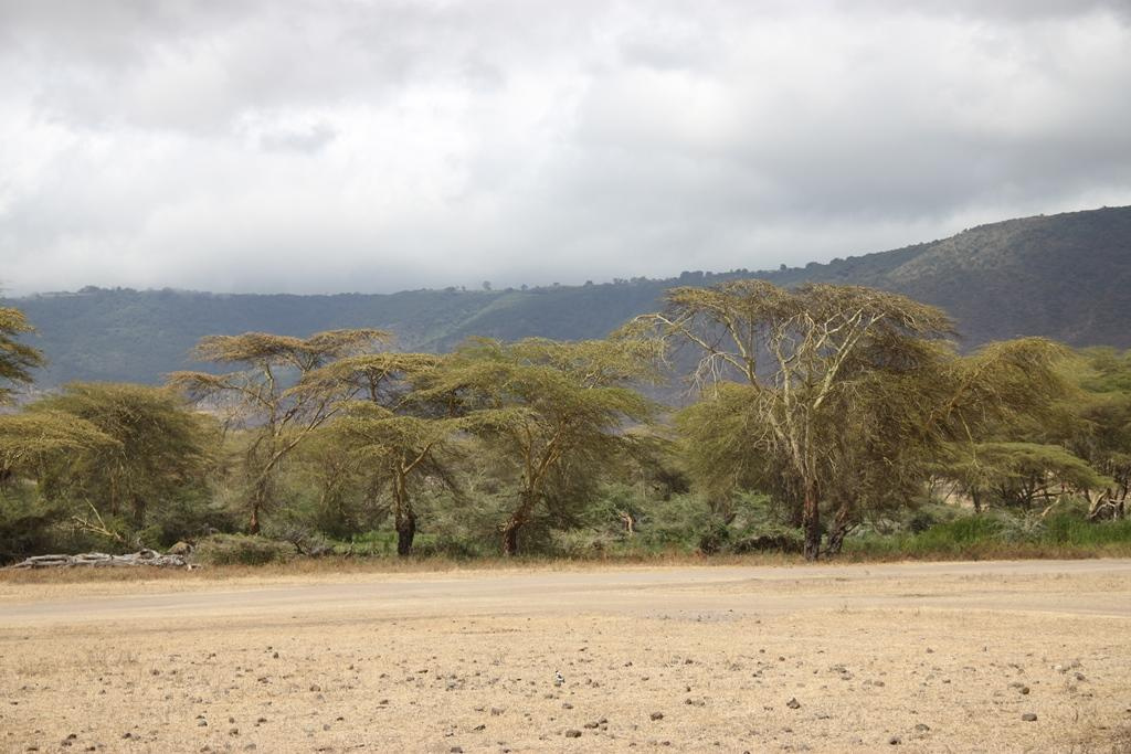 Ngorongoro Conservation Area. Andrey Filippov Photographer
