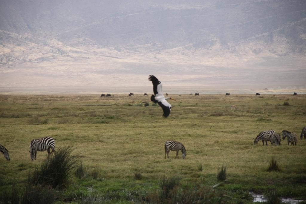 Ngorongoro Conservation Area. Andrey Filippov Photographer