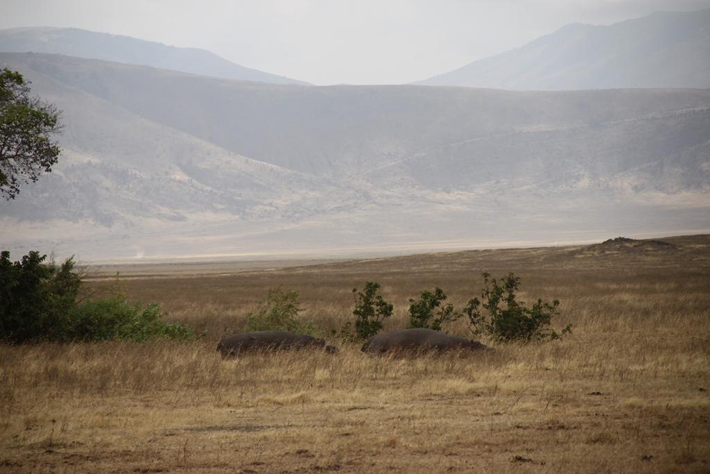 Ngorongoro Conservation Area. Andrey Filippov Photographer