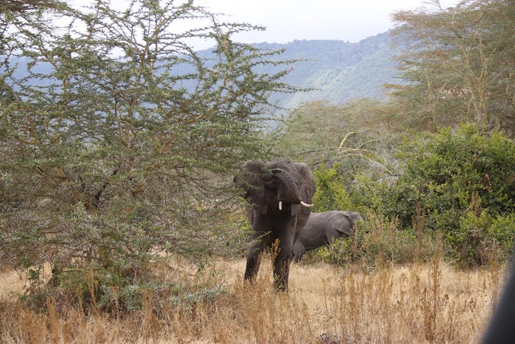 Ngorongoro Conservation Area. Andrey Filippov Photographer