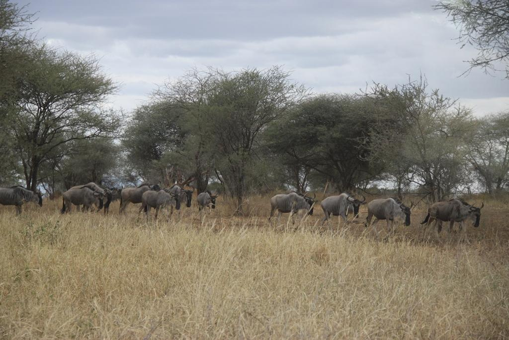 Tarangire National Park Tanzania. Andrey Filippov Photographer