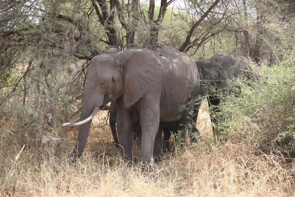 Tarangire National Park Tanzania. Andrey Filippov Photographer