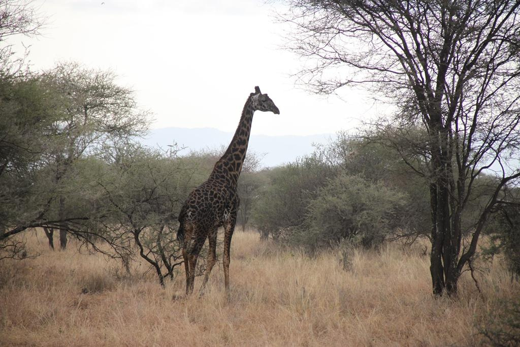 Tarangire National Park Tanzania. Andrey Filippov Photographer