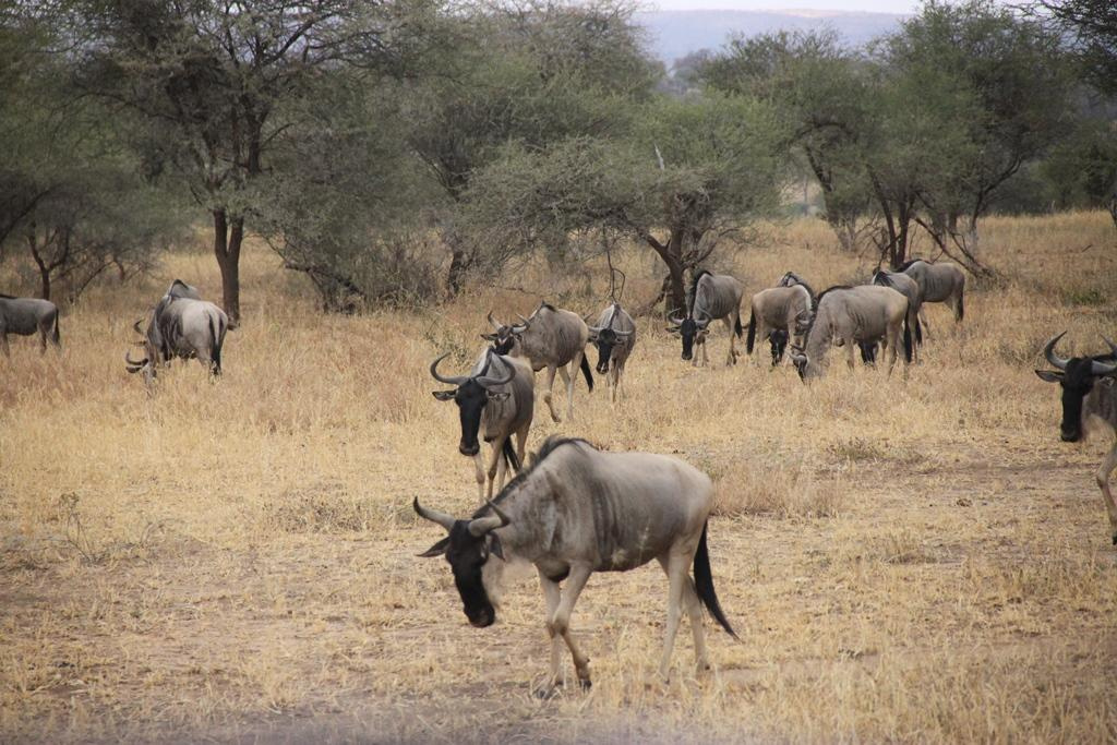 Tarangire National Park Tanzania. Andrey Filippov Photographer