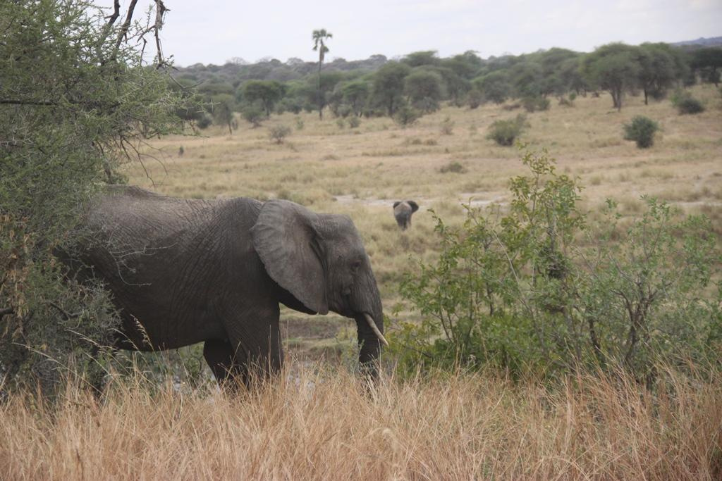 Tarangire National Park Tanzania. Andrey Filippov Photographer