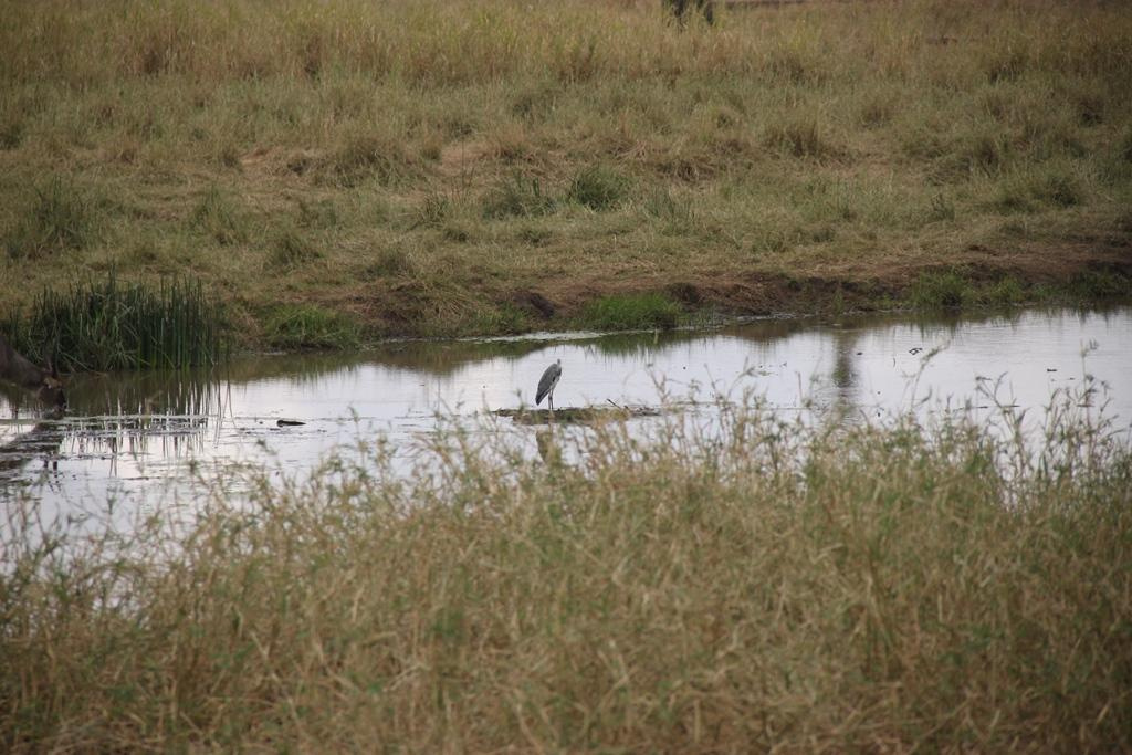Tarangire National Park Tanzania. Andrey Filippov Photographer