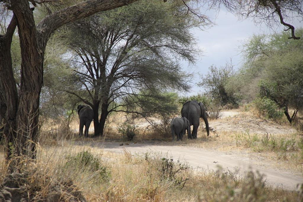 Tarangire National Park Tanzania. Andrey Filippov Photographer