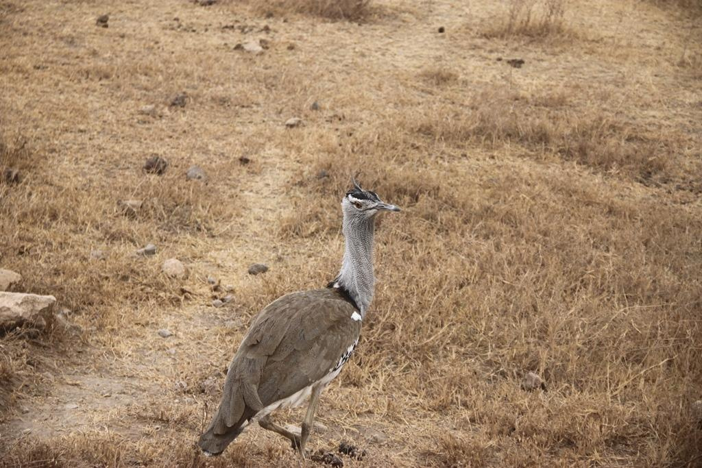 Ngorongoro Conservation Area. Andrey Filippov Photographer