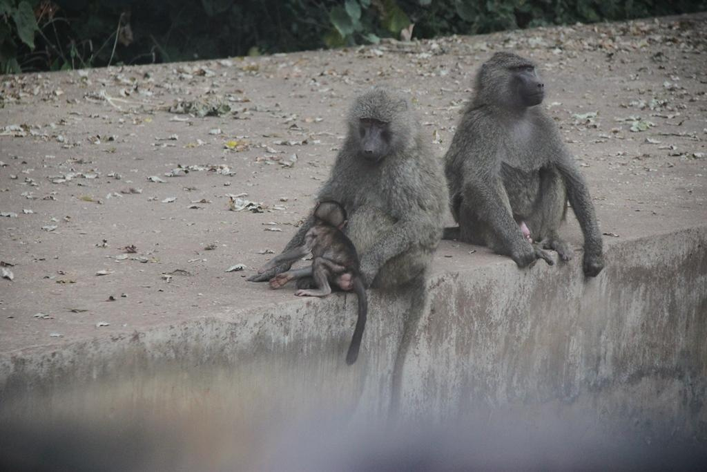 Ngorongoro Conservation Area. Andrey Filippov Photographer