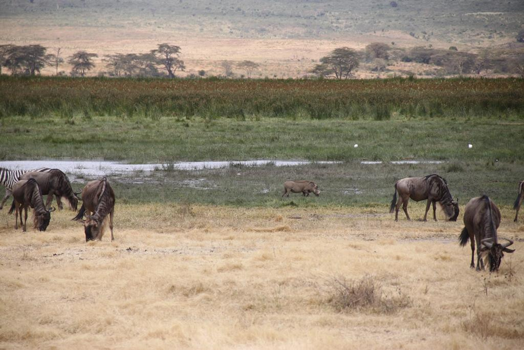 Ngorongoro Conservation Area. Andrey Filippov Photographer