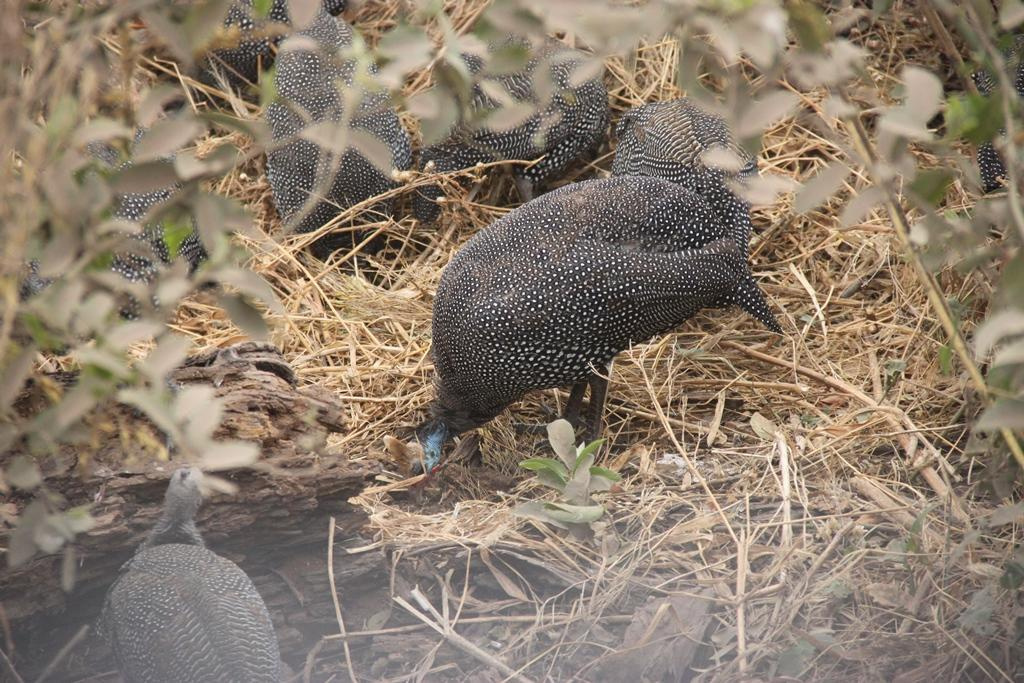 Ngorongoro Conservation Area. Andrey Filippov Photographer