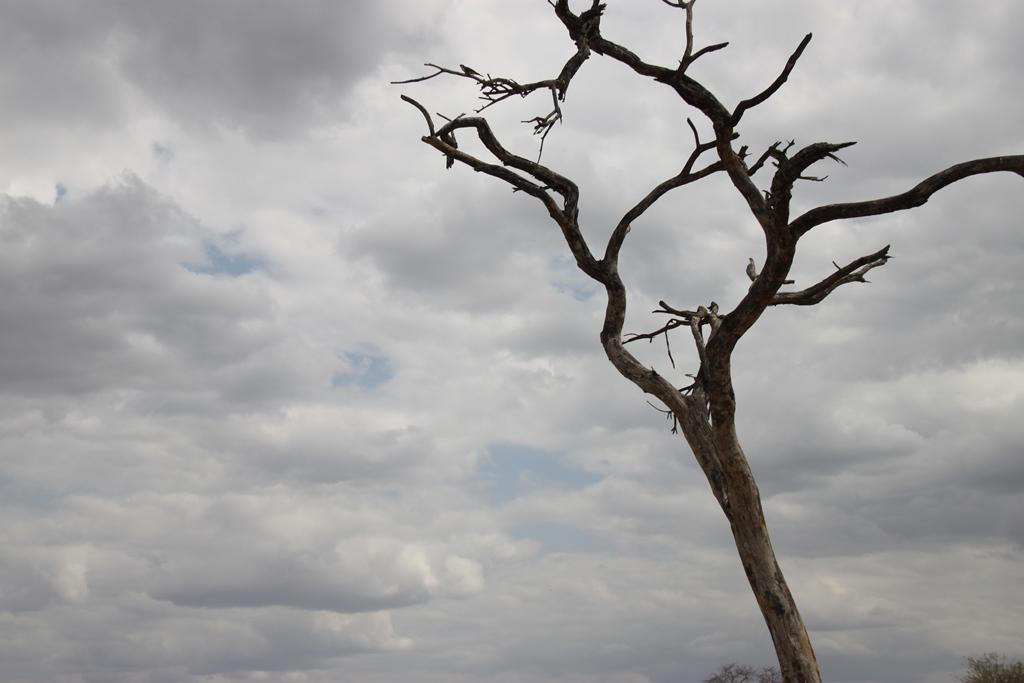 Tarangire National Park Tanzania. Andrey Filippov Photographer