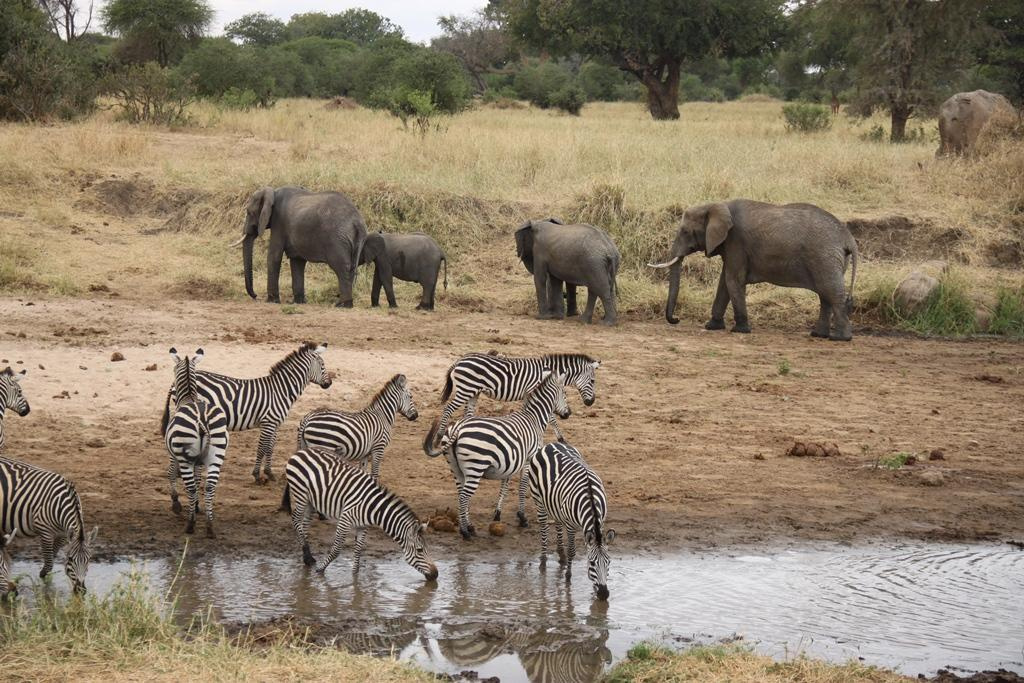 Tarangire National Park Tanzania. Andrey Filippov Photographer