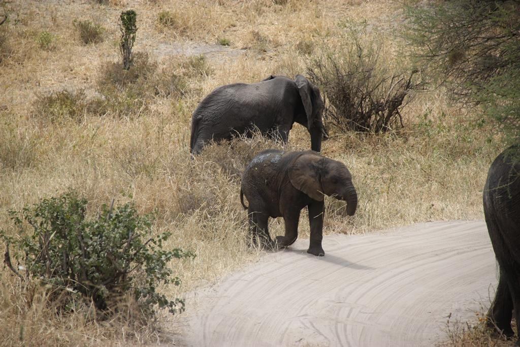Tarangire National Park Tanzania. Andrey Filippov Photographer