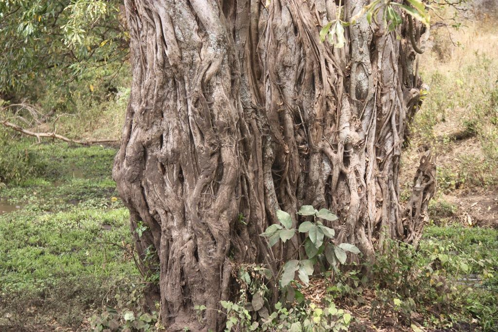 Ngorongoro Conservation Area. Andrey Filippov Photographer