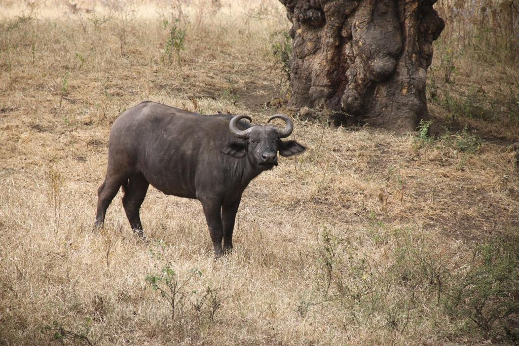 Ngorongoro Conservation Area. Andrey Filippov Photographer