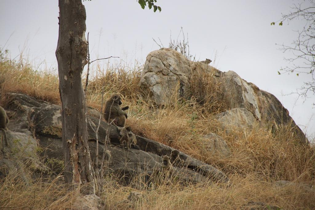 Tarangire National Park Tanzania. Andrey Filippov Photographer