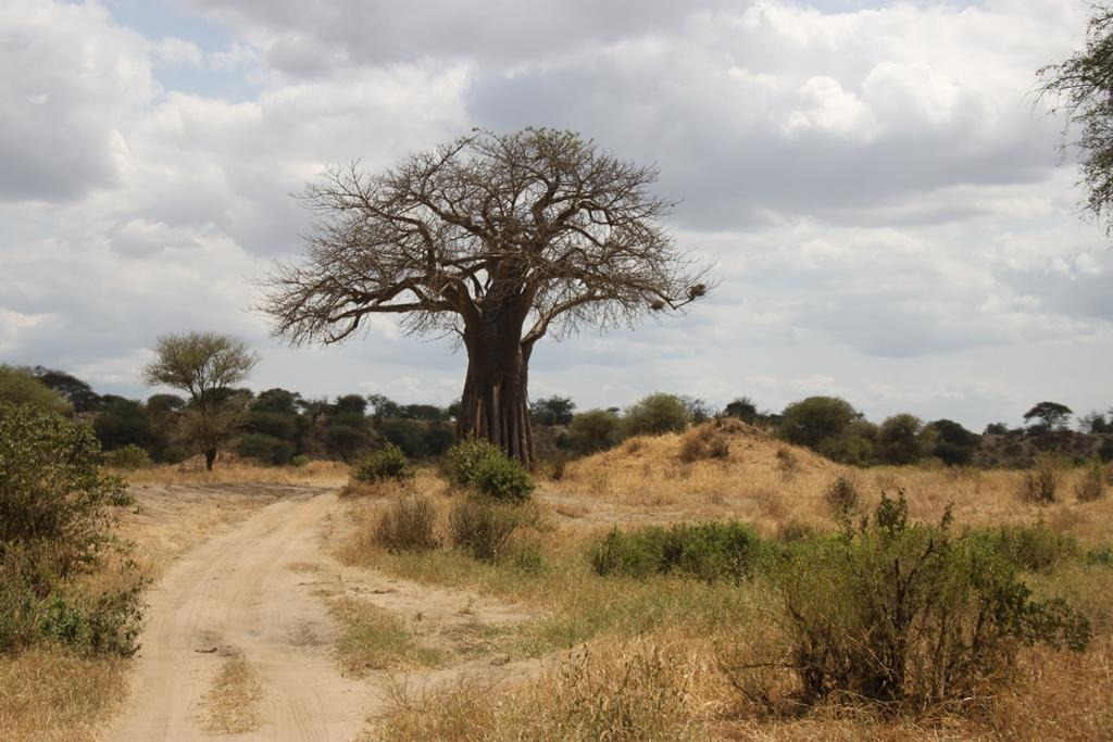 Tarangire National Park Tanzania. Andrey Filippov Photographer