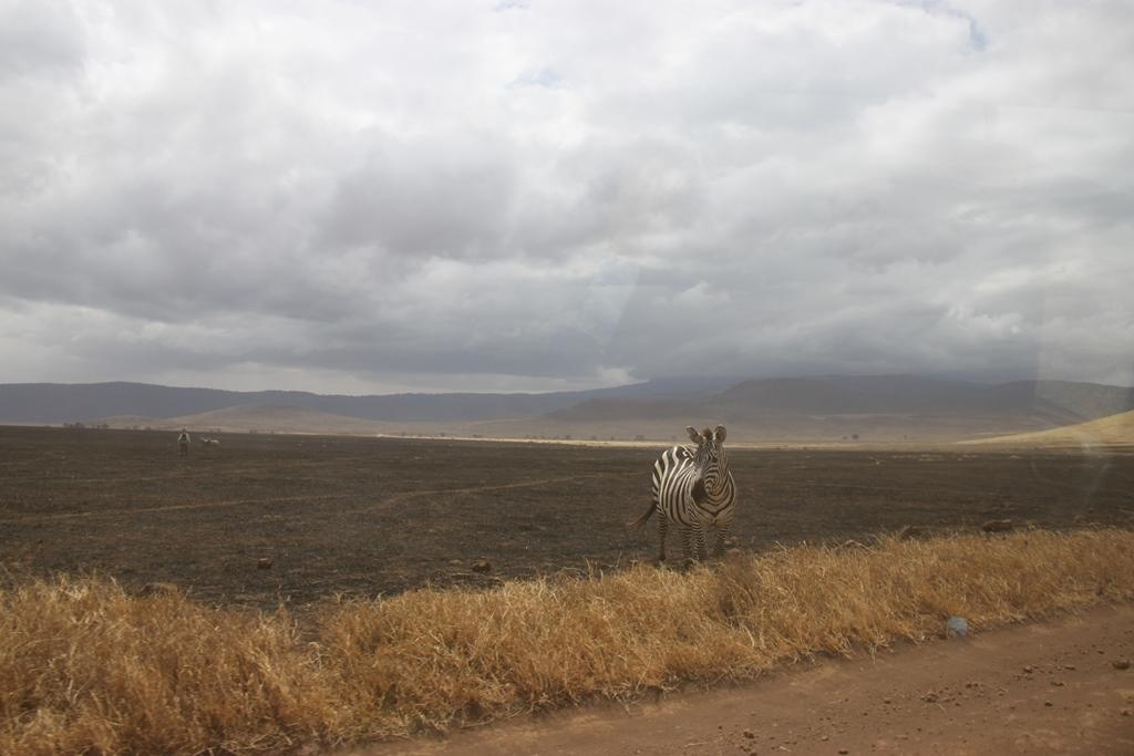 Ngorongoro Conservation Area. Andrey Filippov Photographer