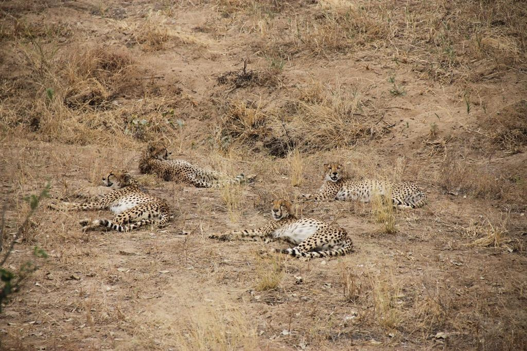 Tarangire National Park Tanzania. Andrey Filippov Photographer