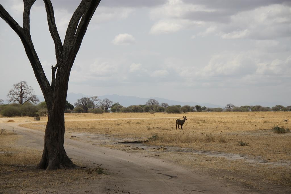 Tarangire National Park Tanzania. Andrey Filippov Photographer