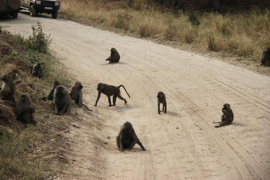 Tarangire National Park Tanzania. Andrey Filippov Photographer