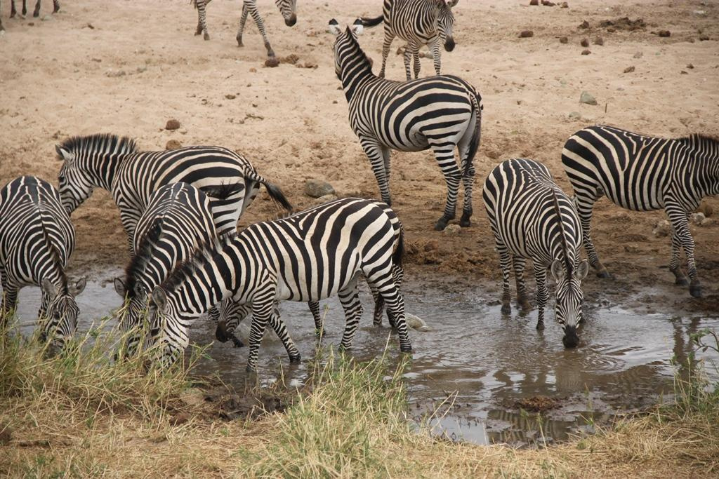 Tarangire National Park Tanzania. Andrey Filippov Photographer