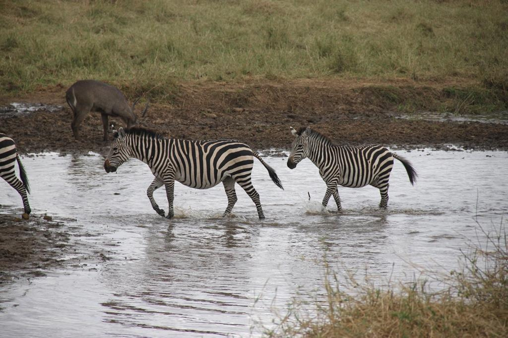 Tarangire National Park Tanzania. Andrey Filippov Photographer