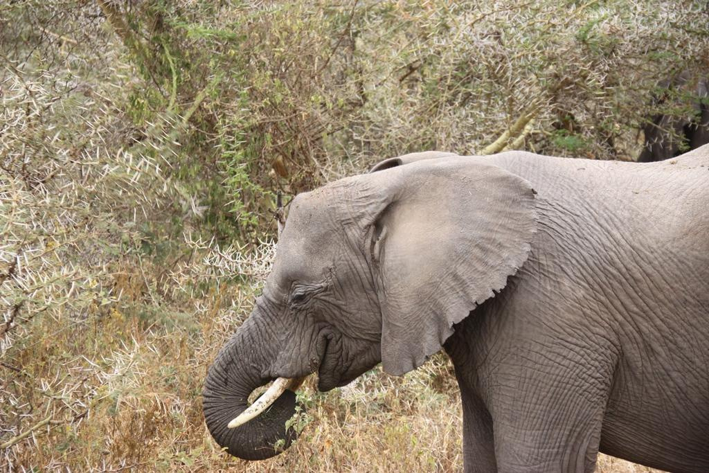 Ngorongoro Conservation Area. Andrey Filippov Photographer