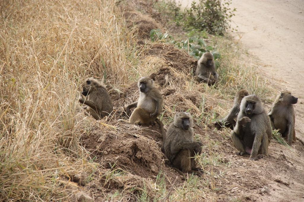 Tarangire National Park Tanzania. Andrey Filippov Photographer