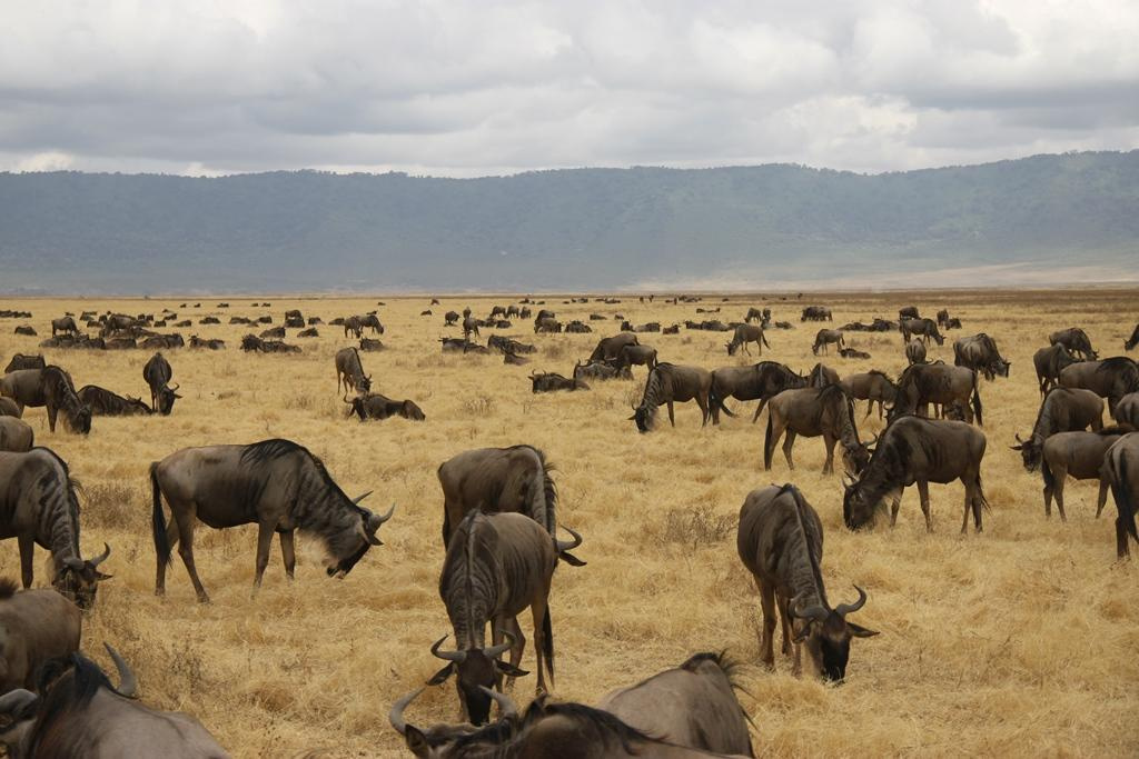 Ngorongoro Conservation Area. Andrey Filippov Photographer