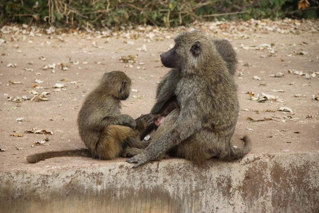 Ngorongoro Conservation Area. Andrey Filippov Photographer