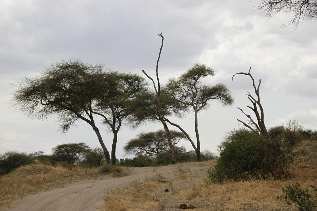 Tarangire National Park Tanzania. Andrey Filippov Photographer