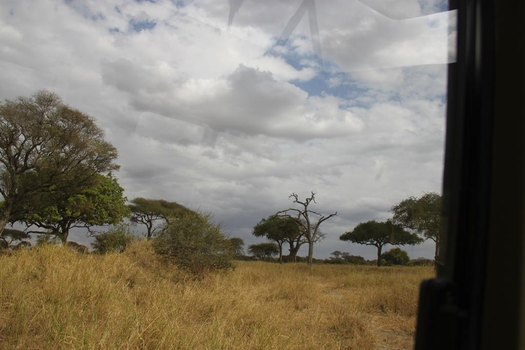 Tarangire National Park Tanzania. Andrey Filippov Photographer