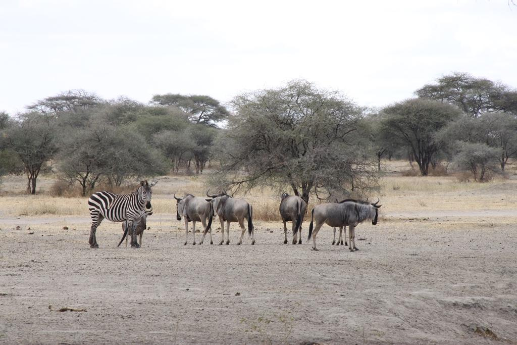 Tarangire National Park Tanzania. Andrey Filippov Photographer