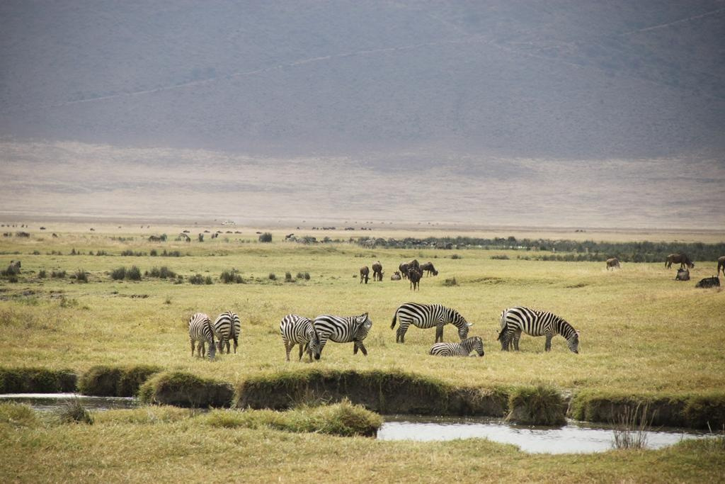 Ngorongoro Conservation Area. Andrey Filippov Photographer