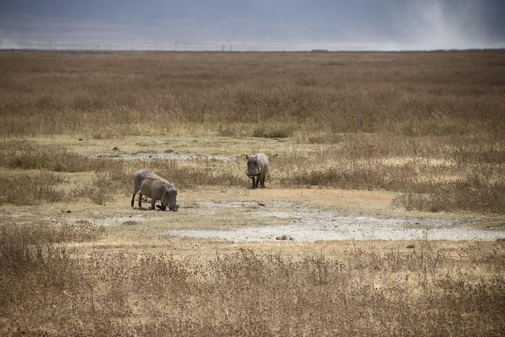 Ngorongoro Conservation Area. Andrey Filippov Photographer