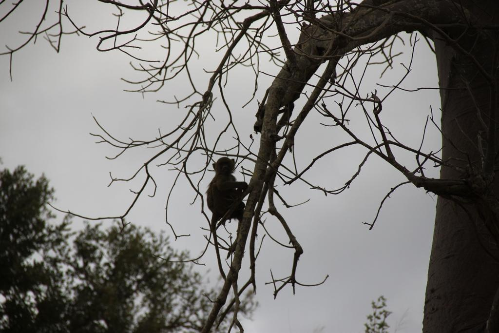Tarangire National Park Tanzania. Andrey Filippov Photographer