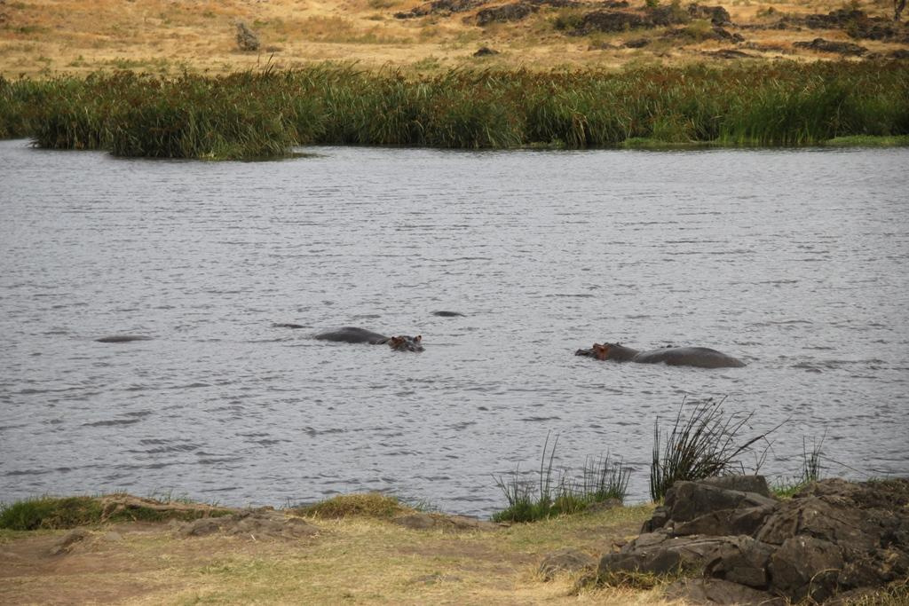 Ngorongoro Conservation Area. Andrey Filippov Photographer