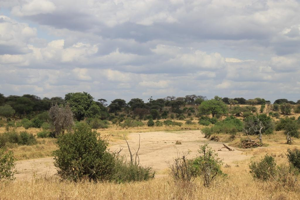 Tarangire National Park Tanzania. Andrey Filippov Photographer