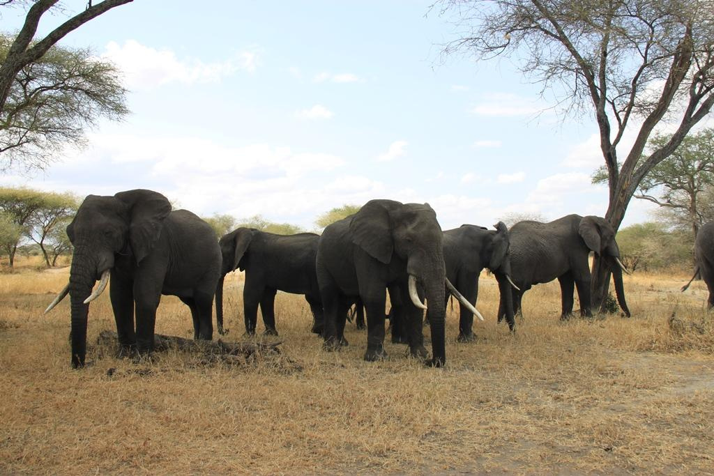 Tarangire National Park Tanzania. Andrey Filippov Photographer