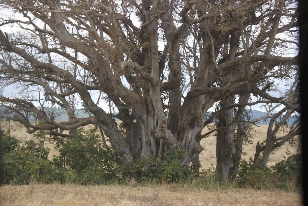 Ngorongoro Conservation Area. Andrey Filippov Photographer