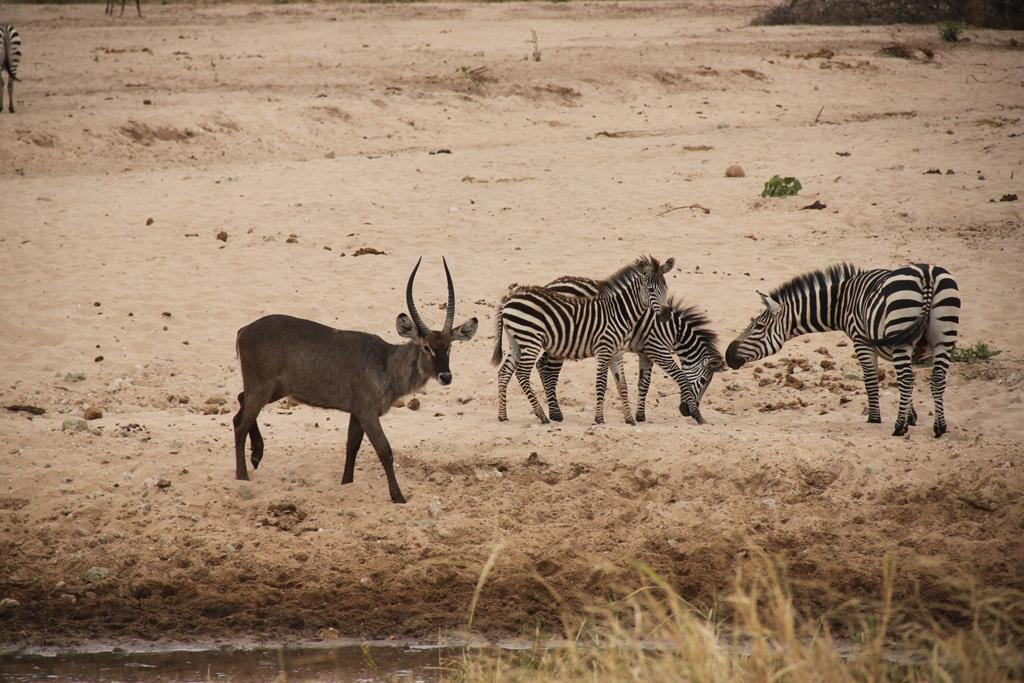 Tarangire National Park Tanzania. Andrey Filippov Photographer