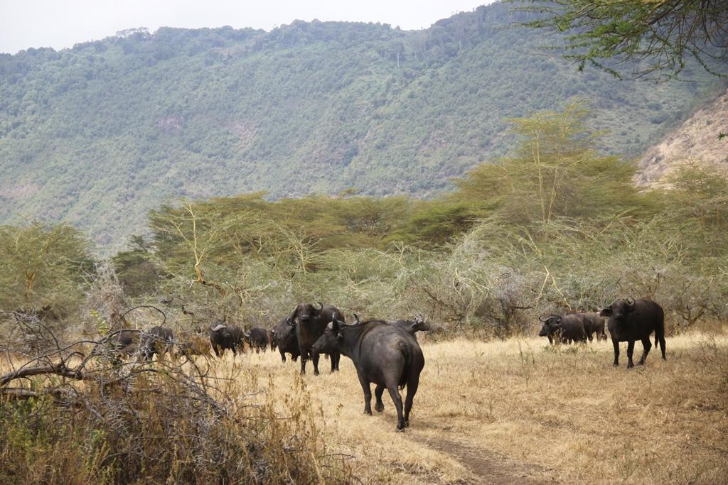 Ngorongoro Conservation Area. Andrey Filippov Photographer
