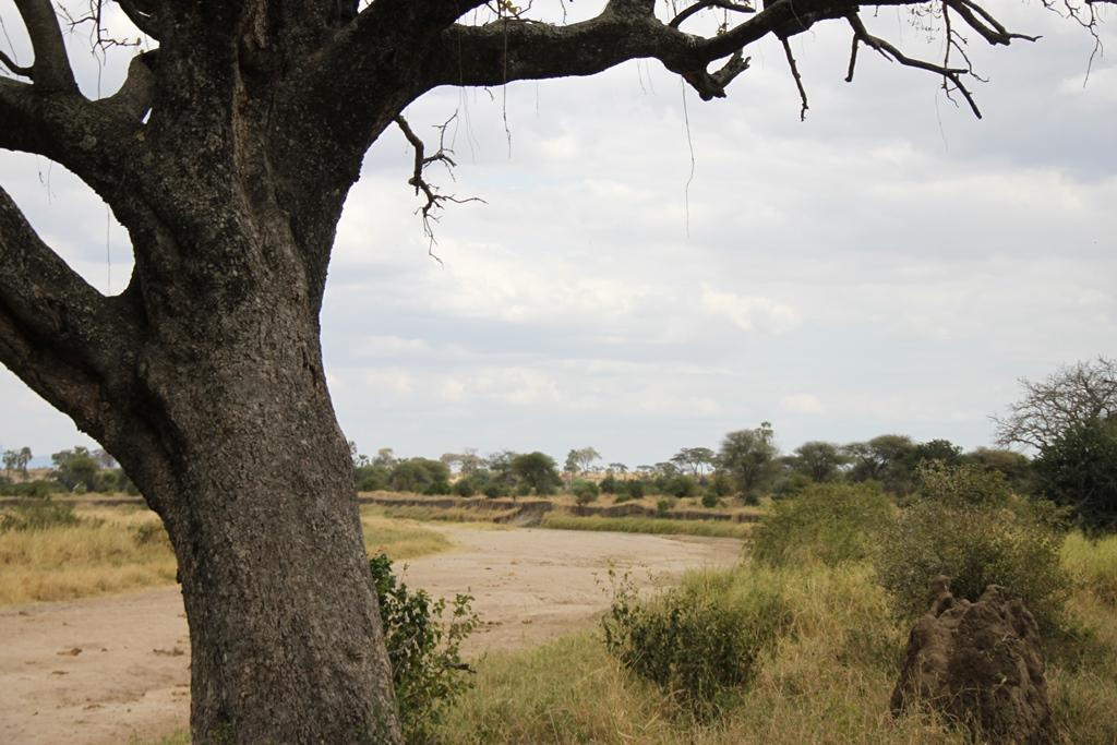 Tarangire National Park Tanzania. Andrey Filippov Photographer