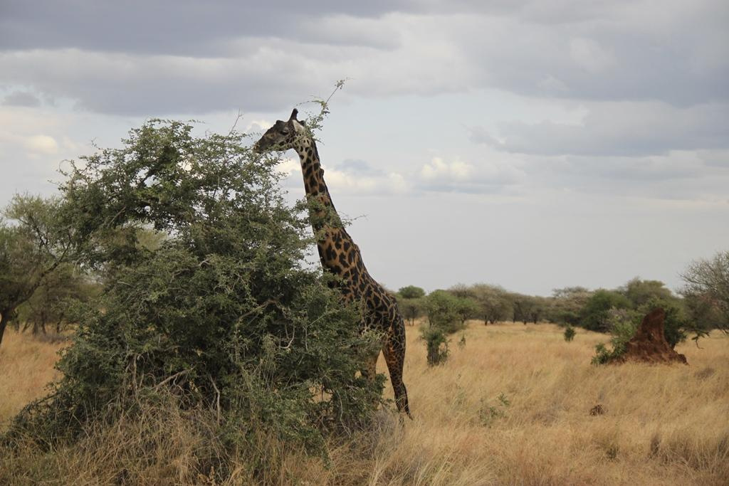 Tarangire National Park Tanzania. Andrey Filippov Photographer